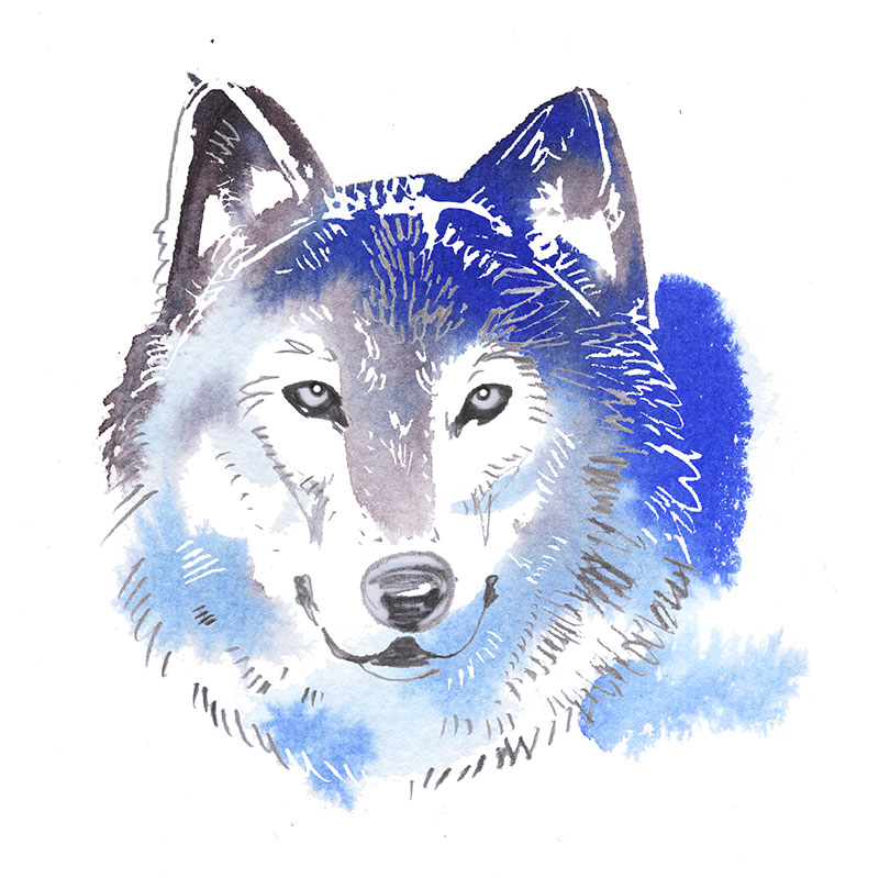 Wolf, watercolor illustration