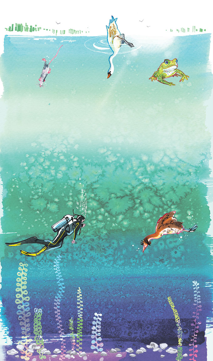 Illustration of underwater life of Swiss lakes - Migros Magazin, 2021