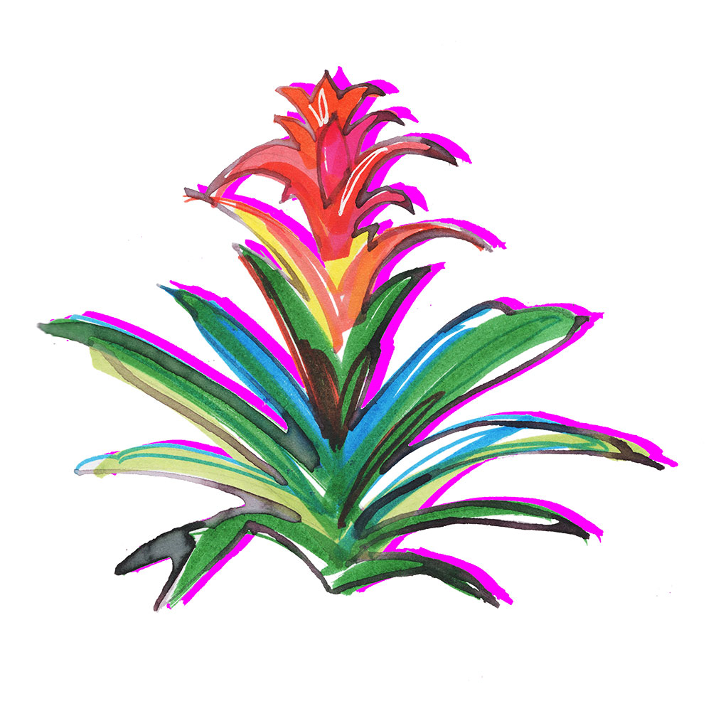 illustration of Bromeliad, Tropical Plants - Adobe Express 2022