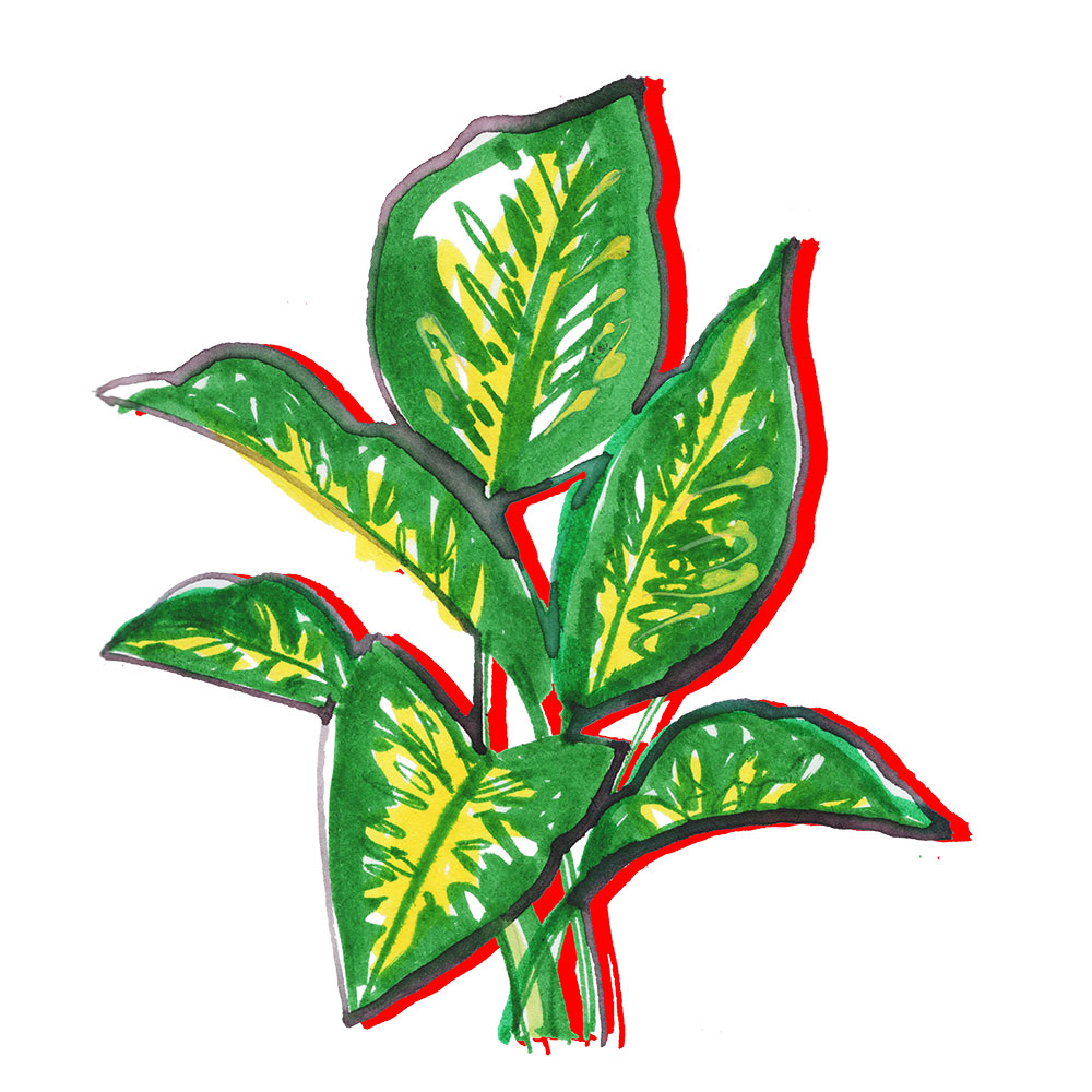 illustration of Dieffenbachia (Dumb-Cane), Tropical Plants - Adobe Express 2022
